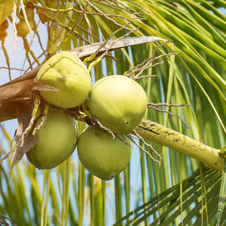 ALL HAIL THE COCONUT
