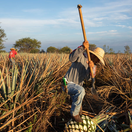 WE’RE SWEET<br />ON AGAVE