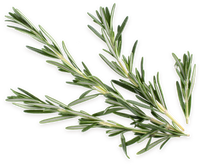 Fresh<br> rosemary