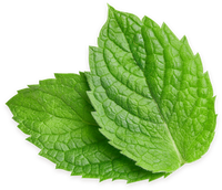 Refreshing<br> peppermint Oil